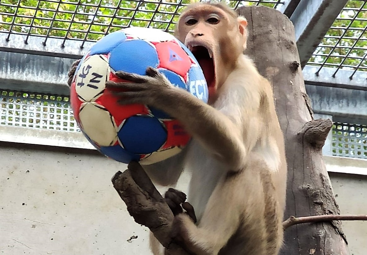 HutaffeHandball2